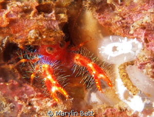 bug-eyed squat lobster by Marylin Batt 
